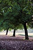 JUGLANS REGIA, WALNUT TREES