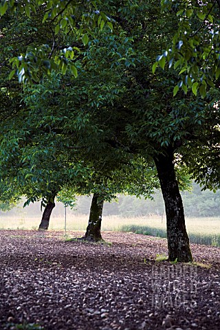 JUGLANS_REGIA_WALNUT_TREES