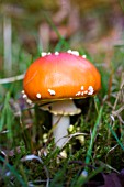 AMANITA MUSCARIA