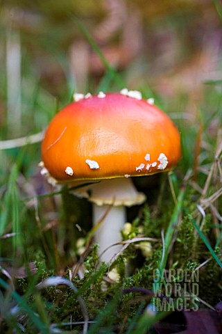 AMANITA_MUSCARIA