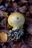 LYCOPERDON PELATUM, COMMON PUFFBALL