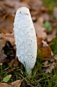 COPRINUS COMATUS