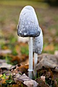 COPRINUS COMATUS,  SHAGGY INK CAP