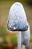 COPRINUS COMATUS,  SHAGGY INK CAP