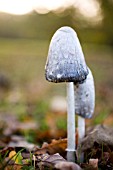 COPRINUS COMATUS,  SHAGGY INK CAP