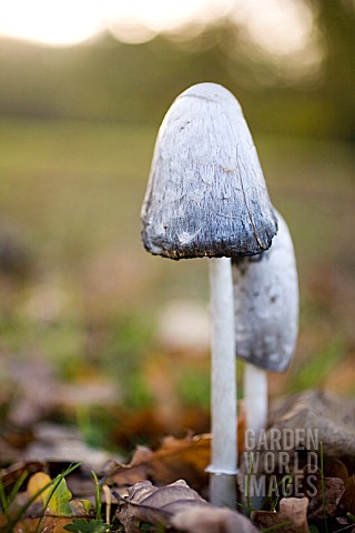 COPRINUS_COMATUS__SHAGGY_INK_CAP