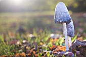 COPRINUS COMATUS