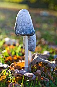 COPRINUS COMATUS