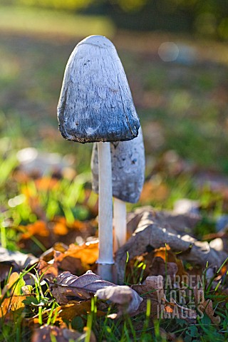 COPRINUS_COMATUS