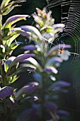 SPIDER WEB ON ACANTHUS