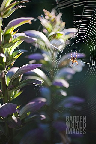 SPIDER_WEB_ON_ACANTHUS