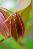 AESCULUS LEAF