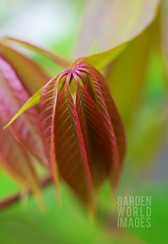 AESCULUS_LEAF