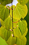 CERCIDIPHYLLUM JAPONICUM