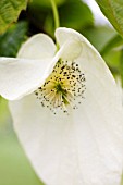 DAVIDIA INVOLUCRATA
