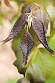 FROST DAMAGE ON WALNUT TREE