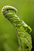 EMERGING FROND OF MATTEUCCIA STRUTHIOPTERIS
