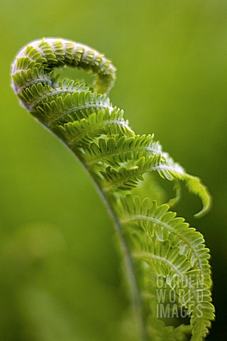 EMERGING_FROND_OF_MATTEUCCIA_STRUTHIOPTERIS