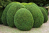 OVAL PRUNED BUXUS