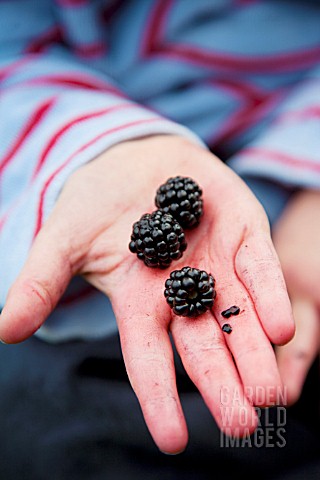 CHILD_HOLDING_BLACKBERRIES