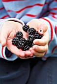 CHILD HOLDING BLACKBERRIES