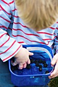 CHILD PICKING BLACKBERRIES FROM PUNNET