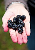 LADY HOLDING BLACKBERRIES