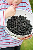 CHILD HOLDING AND EATING BOWL OF BLACKBERRIES