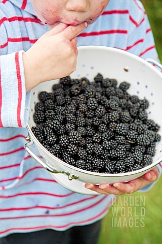 CHILD_HOLDING_AND_EATING_BOWL_OF_BLACKBERRIES