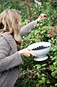 LADY PICKING BLACKBERRIES