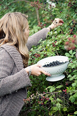 LADY_PICKING_BLACKBERRIES