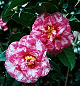 CAMELLIA JAPONICA, (BICOLOUR)