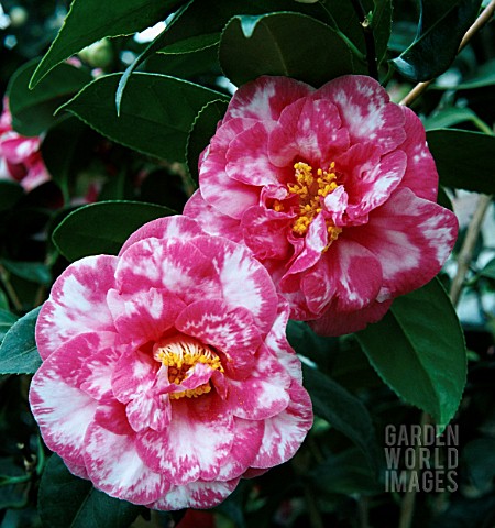 CAMELLIA_JAPONICA_BICOLOUR