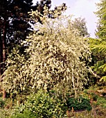 PRUNUS MAHALEB, SYN. CERASUS MAHALEB, (ST LUCIE CHERRY)