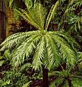 BLECHNUM GIBBUM, (SILVER LADY DWARF TREE FERN)