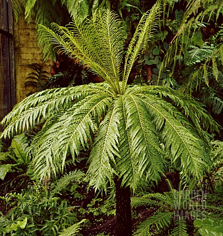 BLECHNUM_GIBBUM_SILVER_LADY_DWARF_TREE_FERN