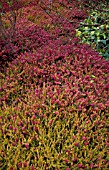 ERICA CARNEA FOXHOLLOW,  HEATHER,  WINTER HEATH,  ERICACEAE,  WHOLE PLANT,  RED FLOWERS,  YELLOW FOILAGE