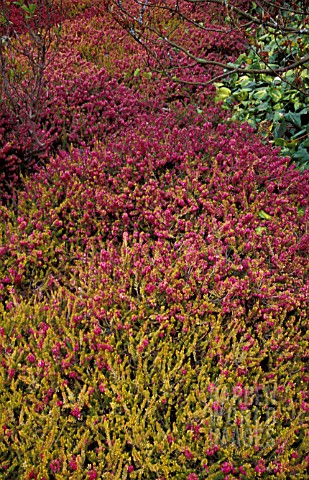 ERICA_CARNEA_FOXHOLLOW__HEATHER__WINTER_HEATH__ERICACEAE__WHOLE_PLANT__RED_FLOWERS__YELLOW_FOILAGE