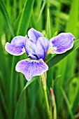 IRIS SIBIRICA SILVER EDGE