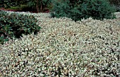 ERICA CARNEA SPRINGWOOD WHITE,  HEATHER,  WINTER HEATH,  WHOLE PLANT,  WHITE FLOWERS,  ERICACEAE