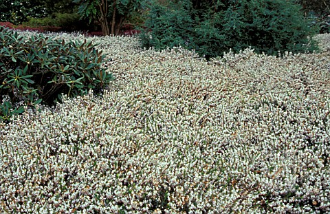 ERICA_CARNEA_SPRINGWOOD_WHITE__HEATHER__WINTER_HEATH__WHOLE_PLANT__WHITE_FLOWERS__ERICACEAE