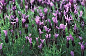 LAVANDULA STOECHAS PEDUNCULATA JAMES COMPTON FRENCH LAVENDER