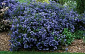 CEANOTHUS  CONCHA,  CALIFORNIA LILAC,  WHOLE PLANT