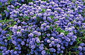 CEANOTHUS CONCHA