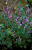 PARAHEBE PERFOLIATA,  DIGGERS SPEEDWELL,  WHOLE PLANT