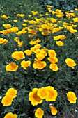 ESCHSCHOLZIA CALIFORNICA,   CALIFORNIA POPPY