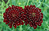 SCABIOSA ATROPURPUREA,  ACE OF SPADES,  SWEET SCABIOUS,   PINCUSHION FLOWER