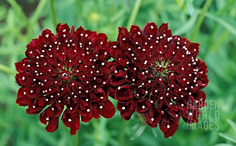 _SCABIOSA_ATROPURPUREA__ACE_OF_SPADES__SWEET_SCABIOUS___PINCUSHION_FLOWER