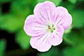 GERANIUM X RIVERSLEAIANUM MAVIS SIMPSON