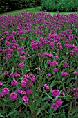 VERBENA RIGIDA, (SYN. VERBENA VENOSA)